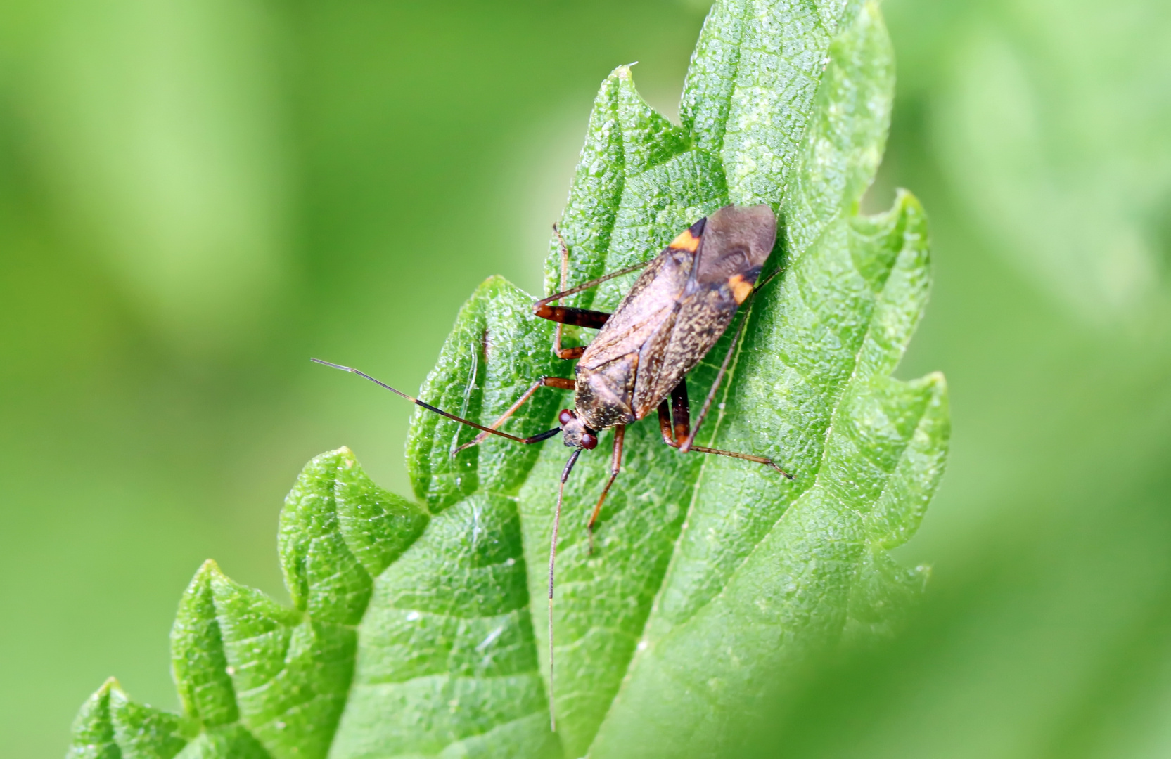 Closterotomus fulvomaculatus