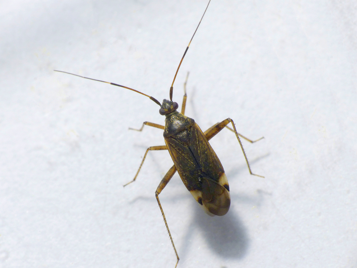 Closterotomus fulvomaculatus - Im Haus eingefangen