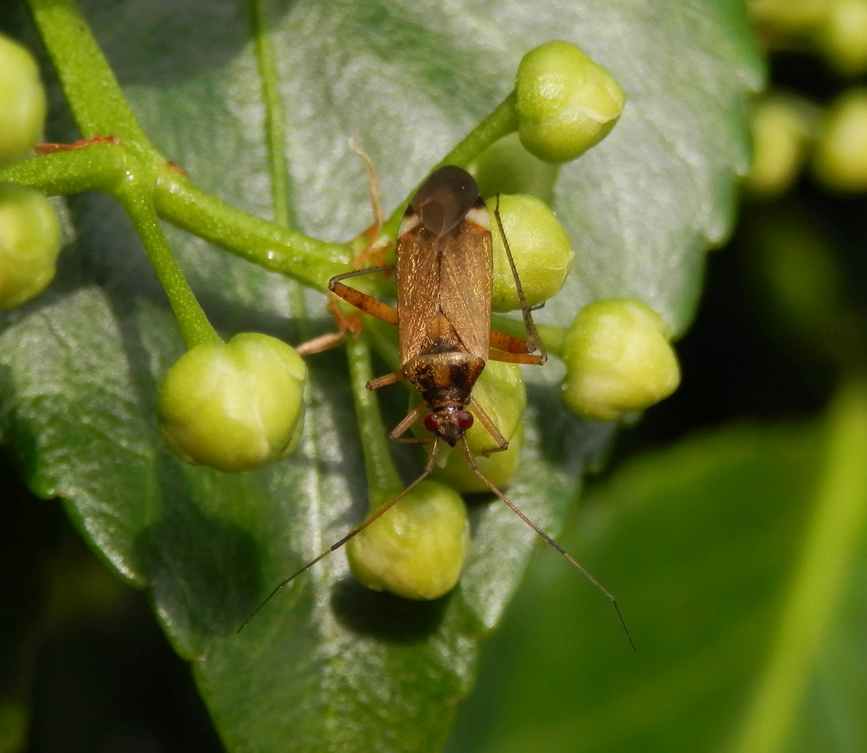 Closterotomus fulvomaculatus - Imago