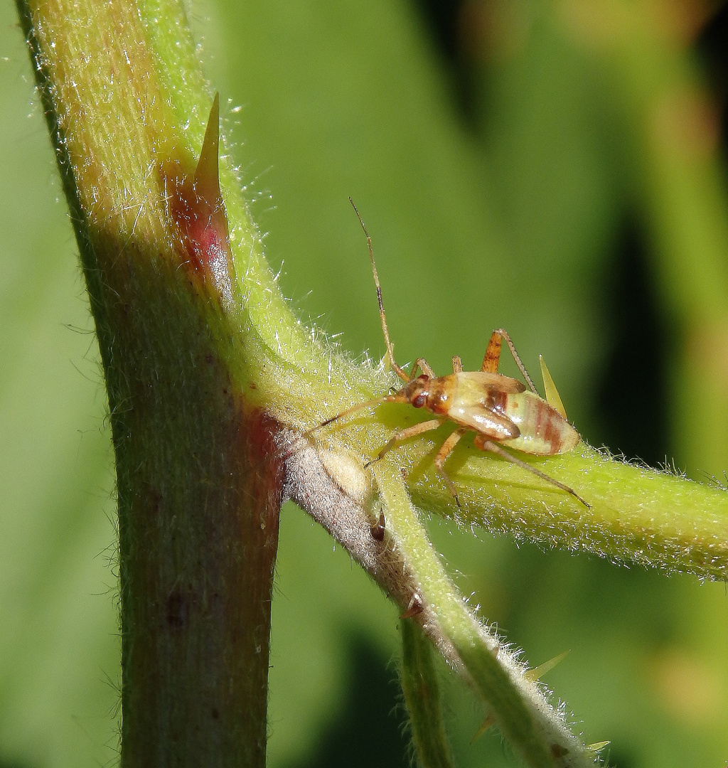 Closterotomus fulvomaculatus - L5-Nymphe auf Brombeere