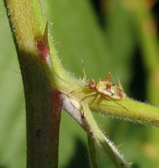 Closterotomus fulvomaculatus - L5-Nymphe auf Brombeere