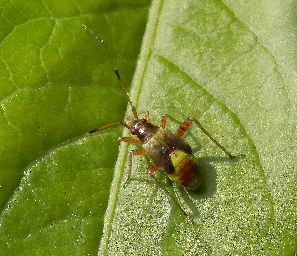 Closterotomus fulvomaculatus - Nymphe