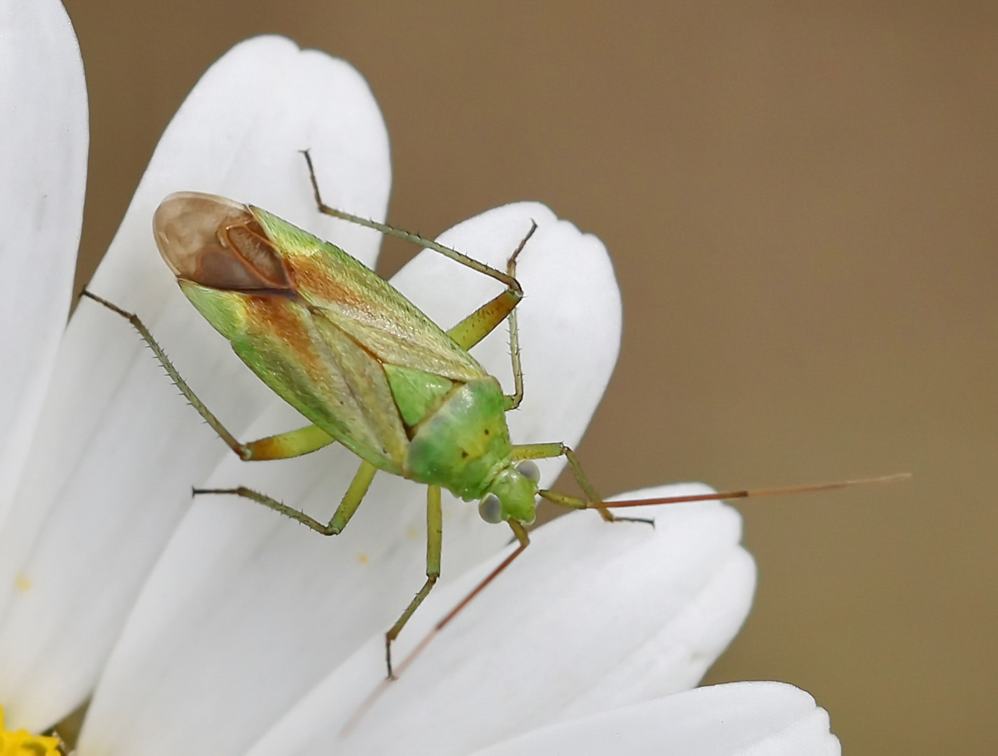 Closterotomus norwegicus