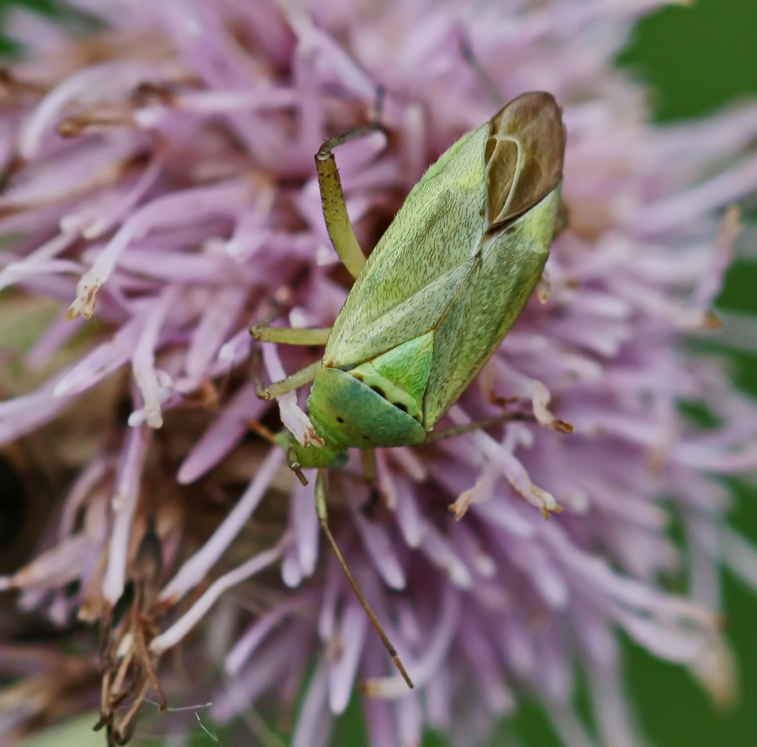 Closterotomus norwegicus