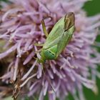 Closterotomus norwegicus