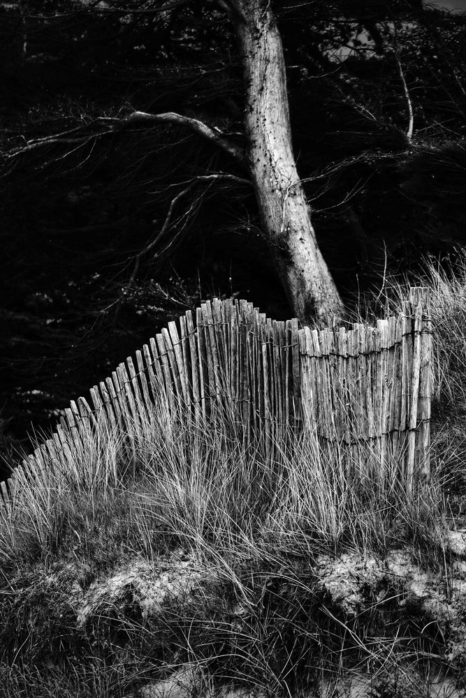 Clôtures et les dunes (3)