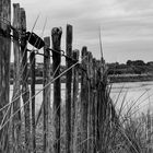 Clôtures et les dunes (4)