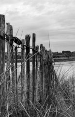 Clôtures et les dunes (4)