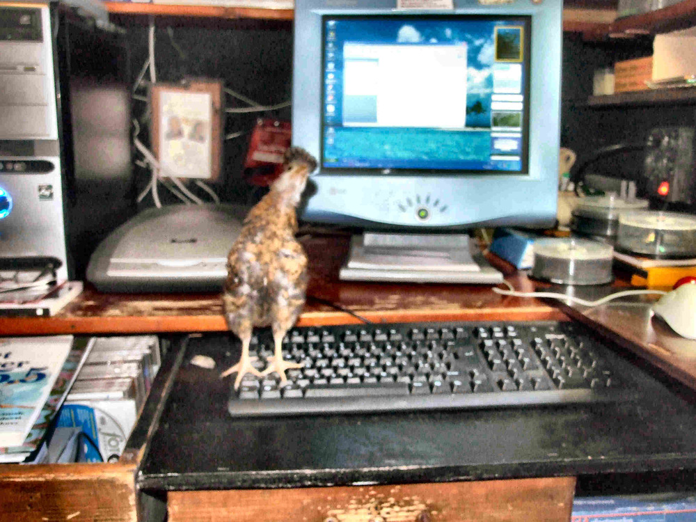 Cloty bonsai......il mio assistente di computer...