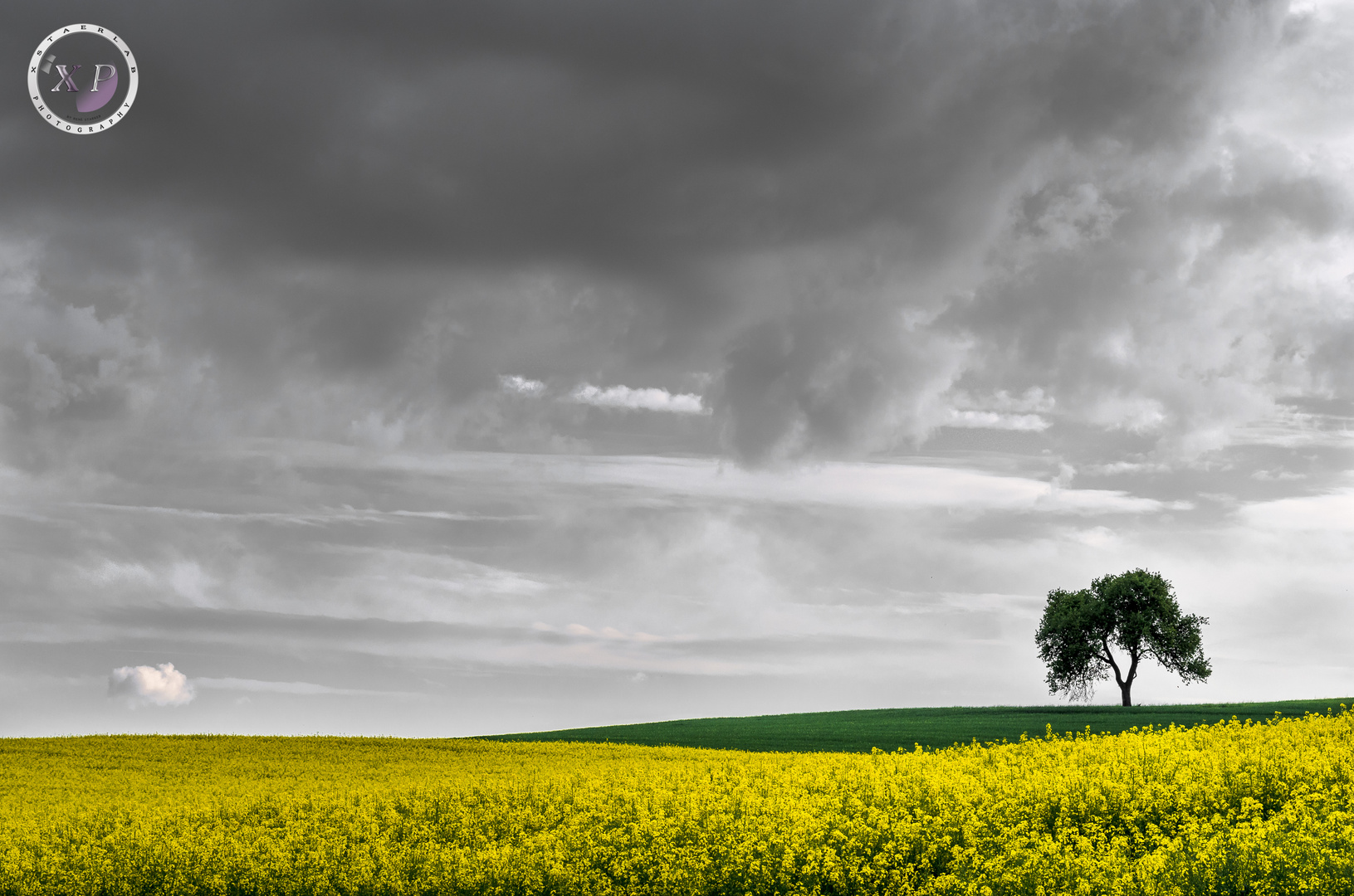 cloud and tree