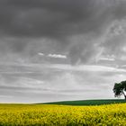 cloud and tree