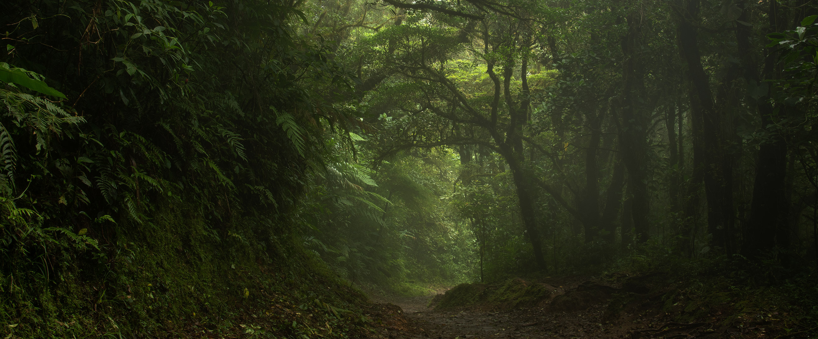 Cloud Forest