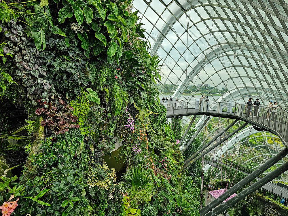 Cloud Forest