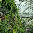 Cloud Forest