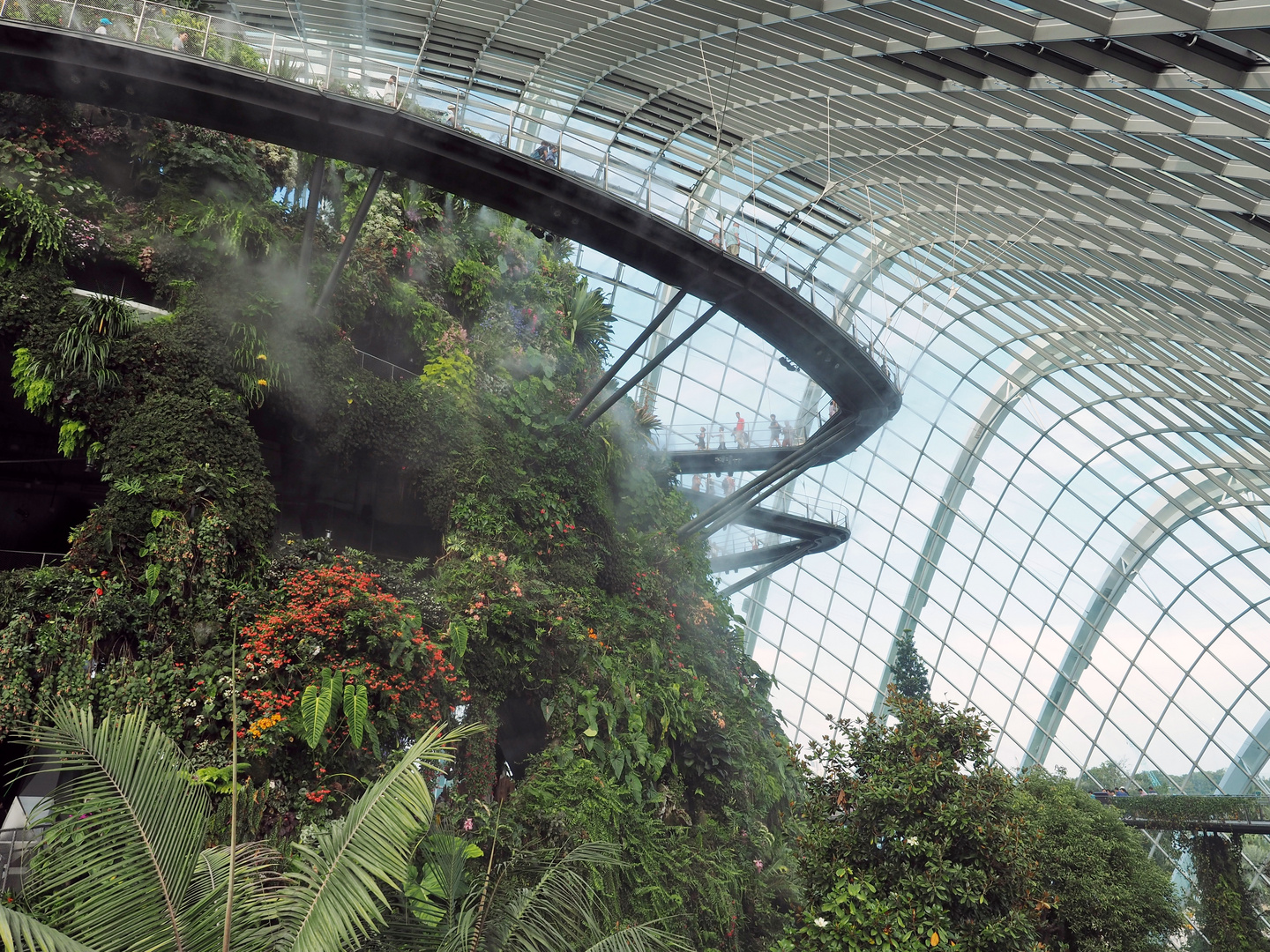 Cloud Forest