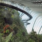 Cloud Forest