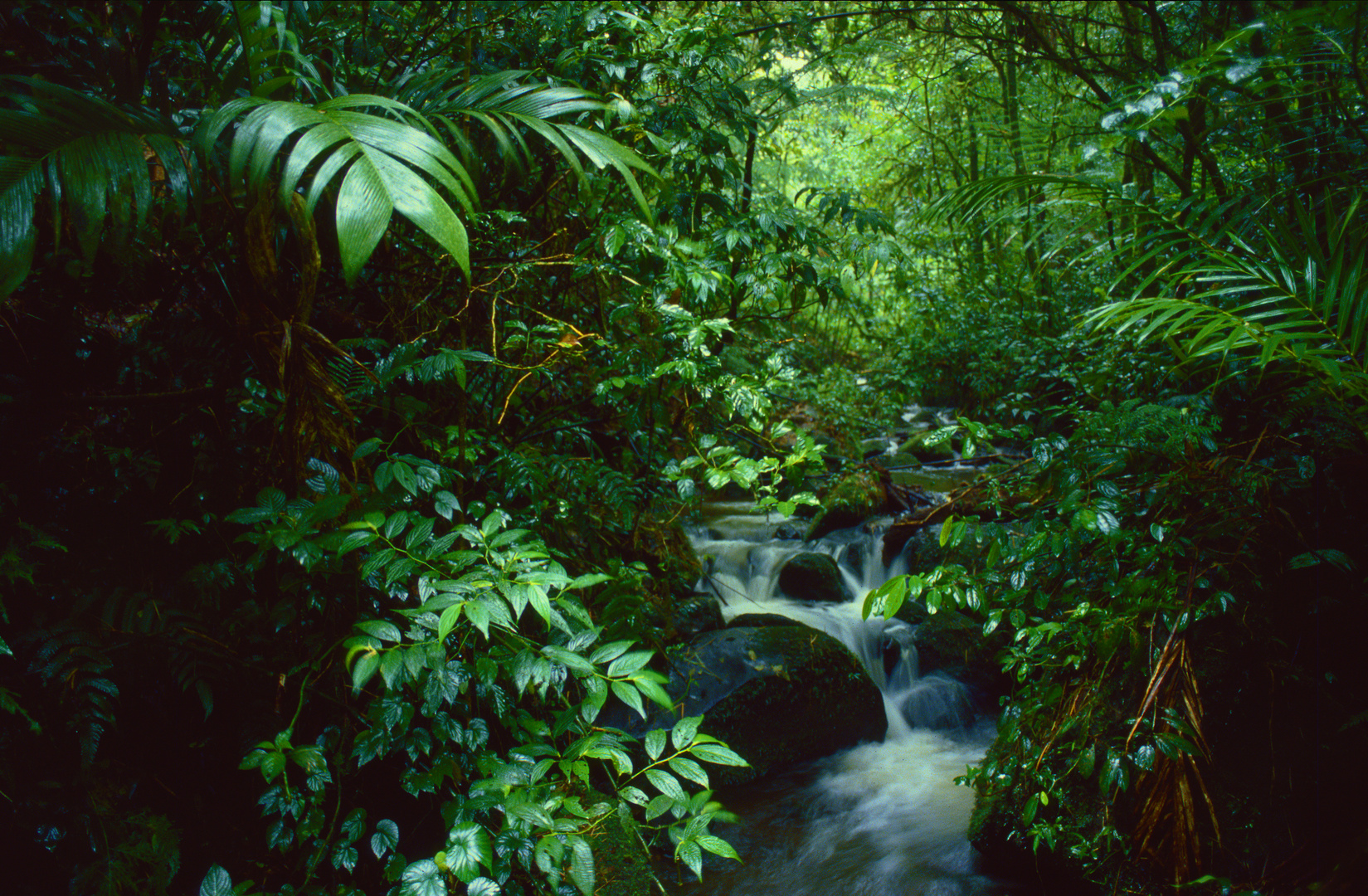 Cloud Forest