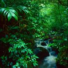 Cloud Forest