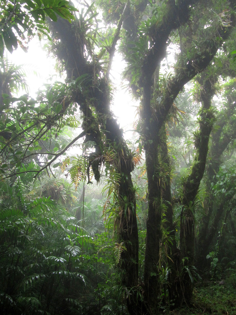 Cloud Forest