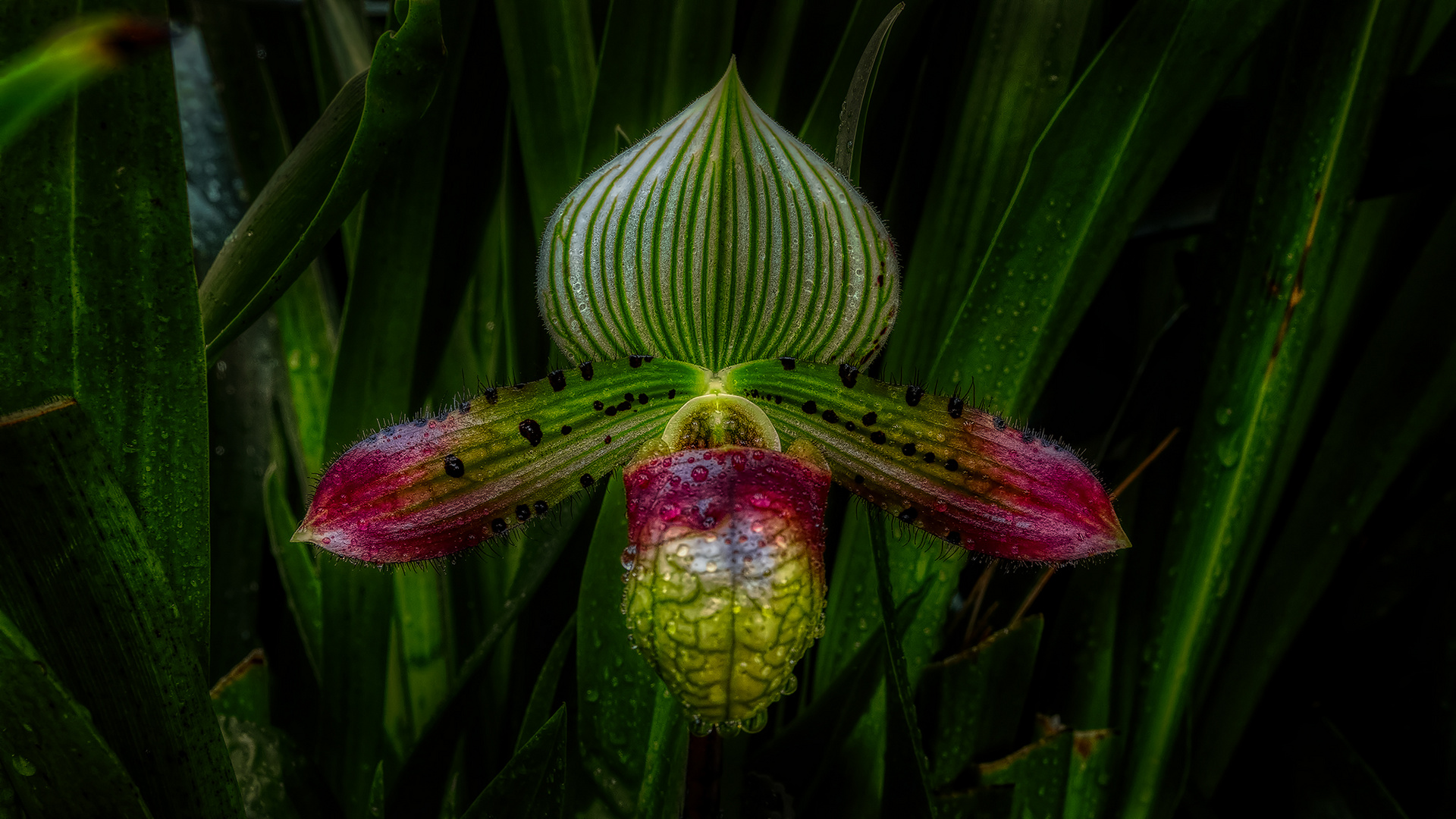 Cloud Forest im Garden by the Bay (VIII)