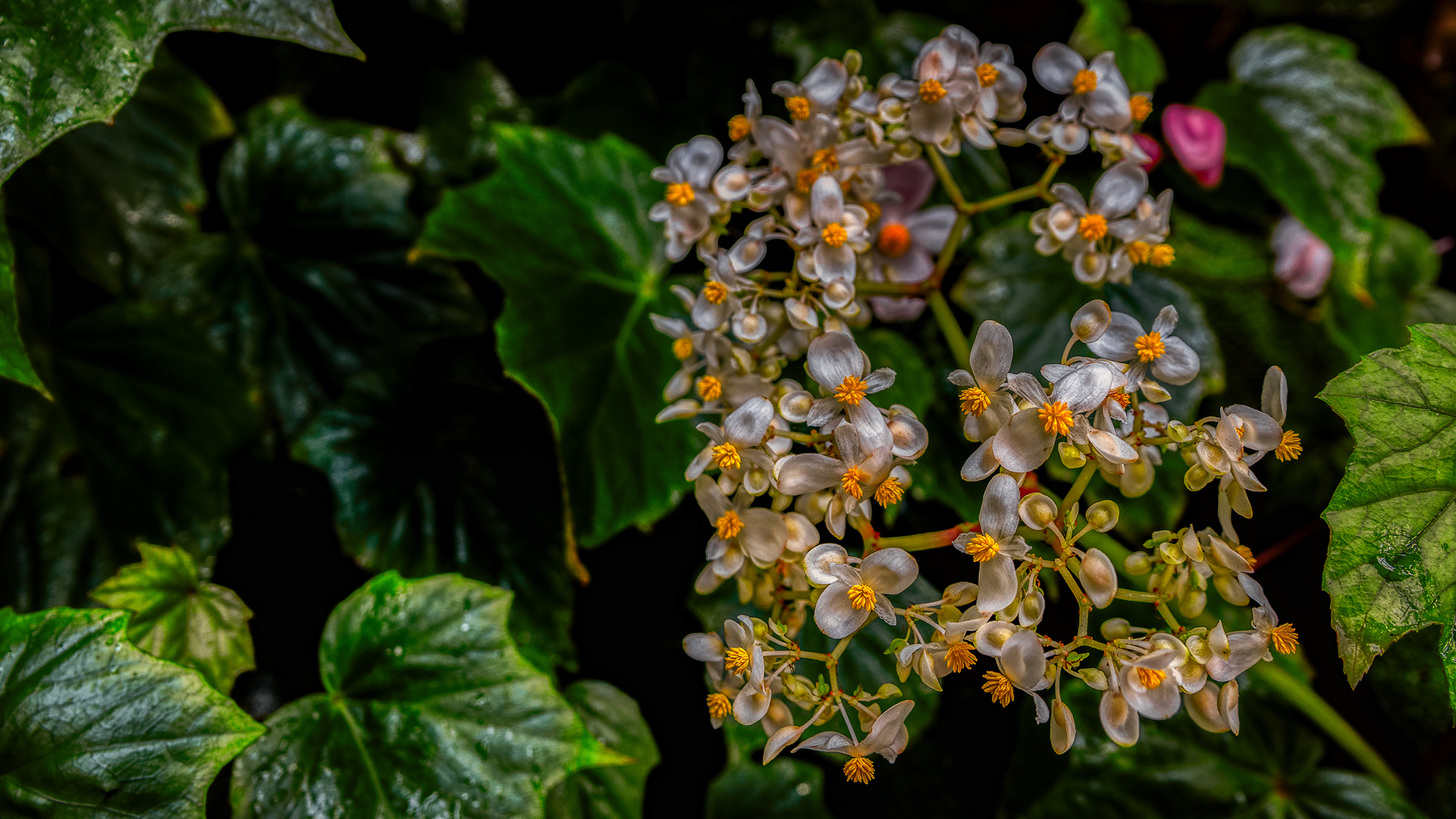 Cloud Forest im Garden by the Bay (XI)