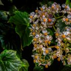 Cloud Forest im Garden by the Bay (XI)