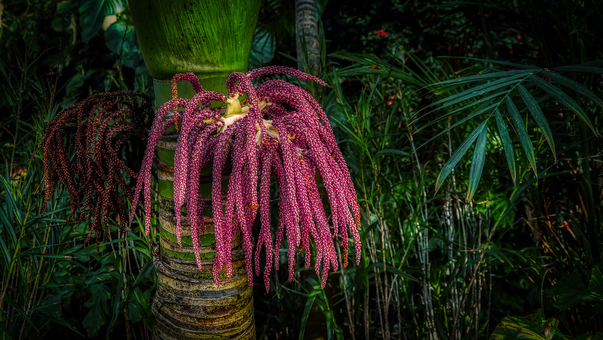 Cloud Forest im Garden by the Bay (XIII)