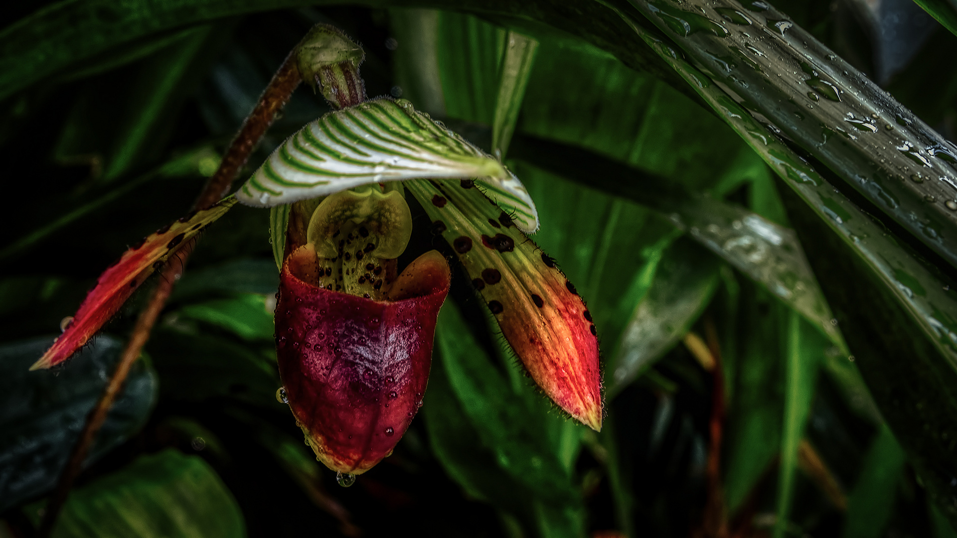 Cloud Forest im Garden by the Bay (XVII)