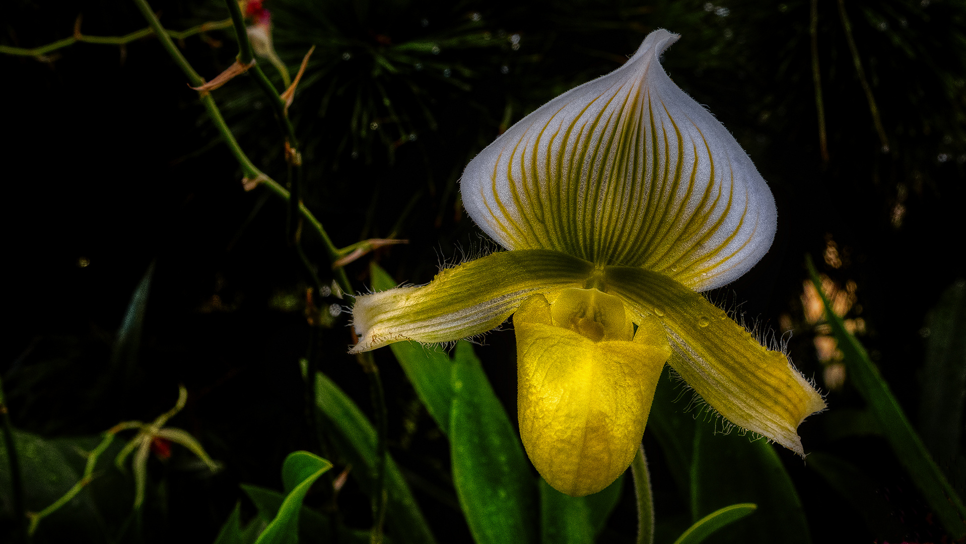 Cloud Forest im Garden by the Bay (XVIII)