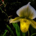 Cloud Forest im Garden by the Bay (XVIII)