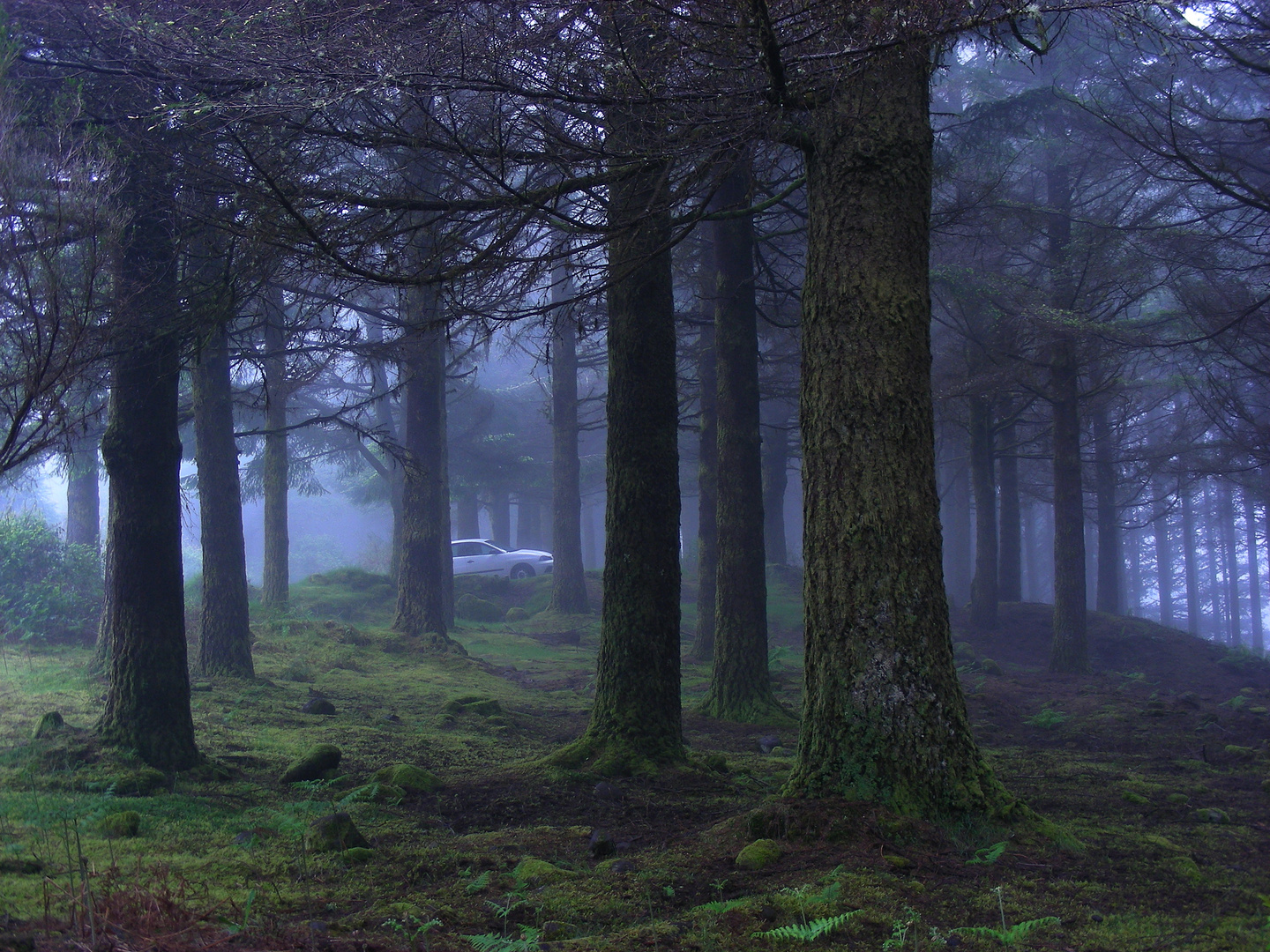 Cloud forest - Madeira