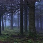 Cloud forest - Madeira