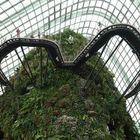 Cloud Forrest, Singapore