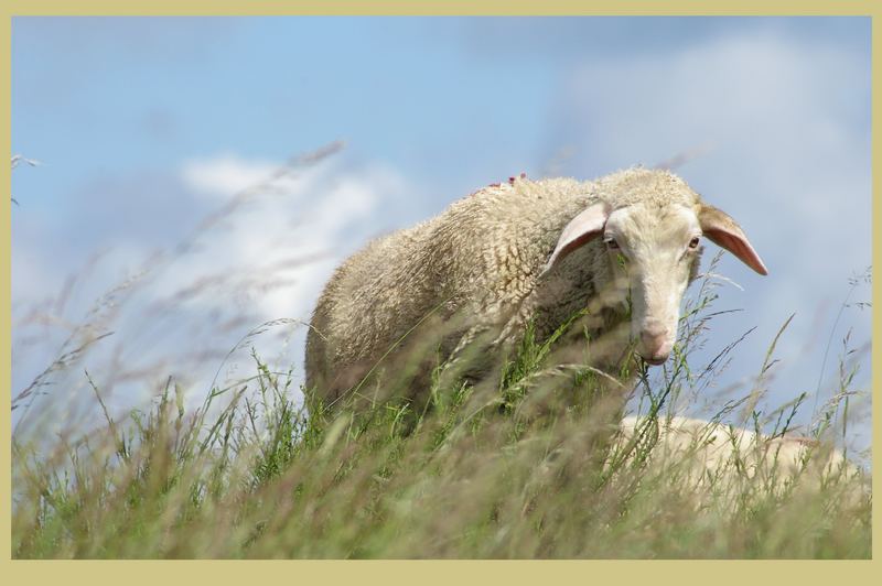 cloud sheep