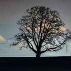 Cloud Tree