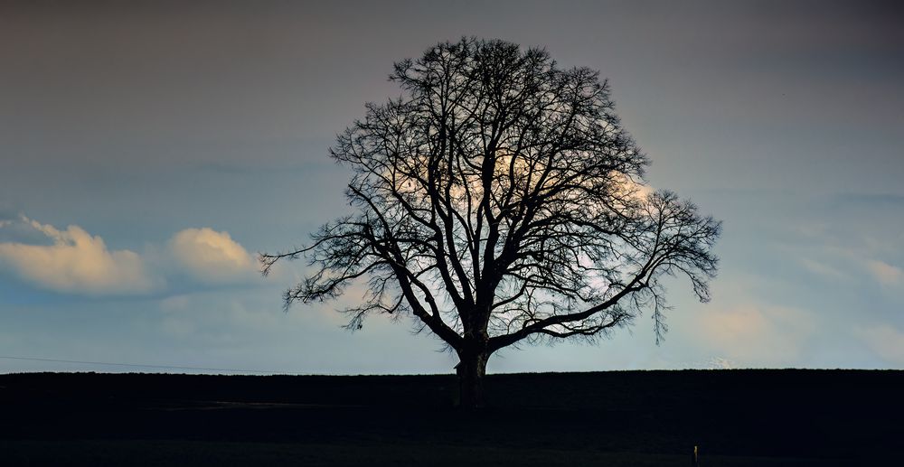 Cloud Tree