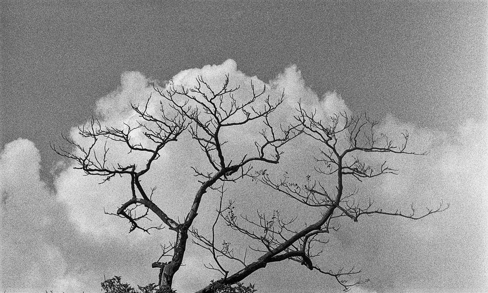 cloud tree