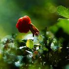 Cloudberry