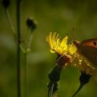 Clouded Yellow Butterfly