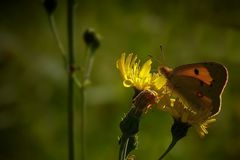 Clouded Yellow Butterfly