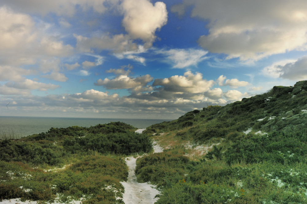 Clouds and Bushes