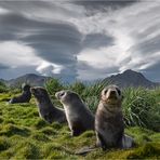 Clouds and Seals