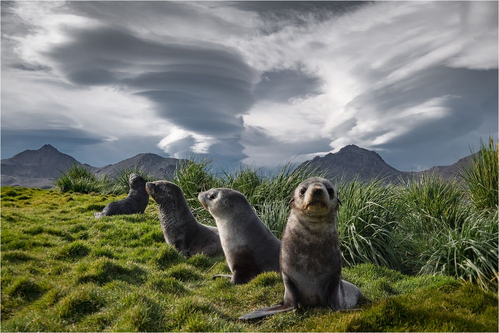 Clouds and Seals