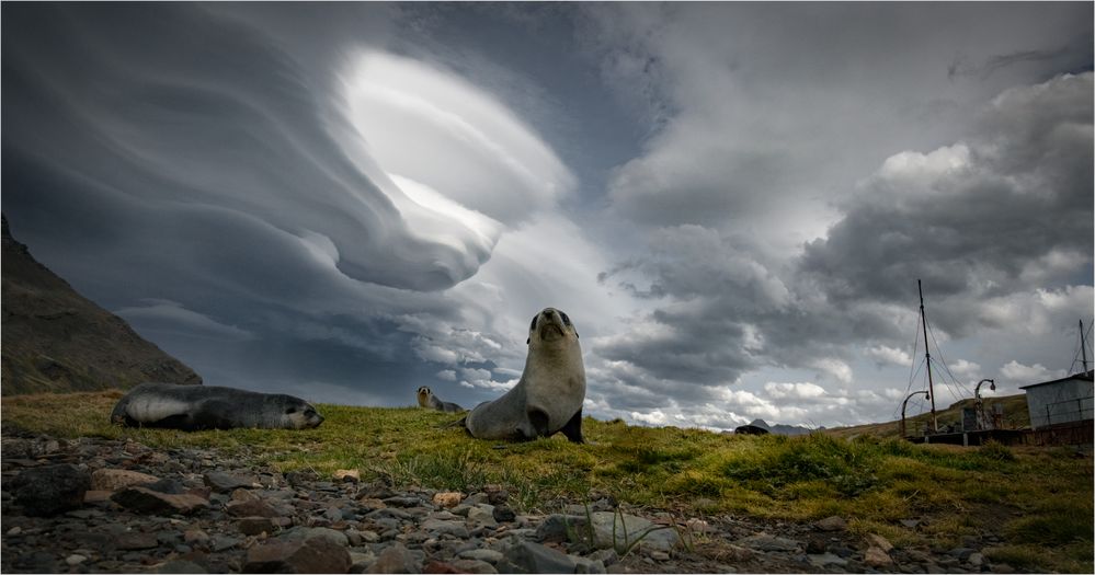 Clouds and Seals III