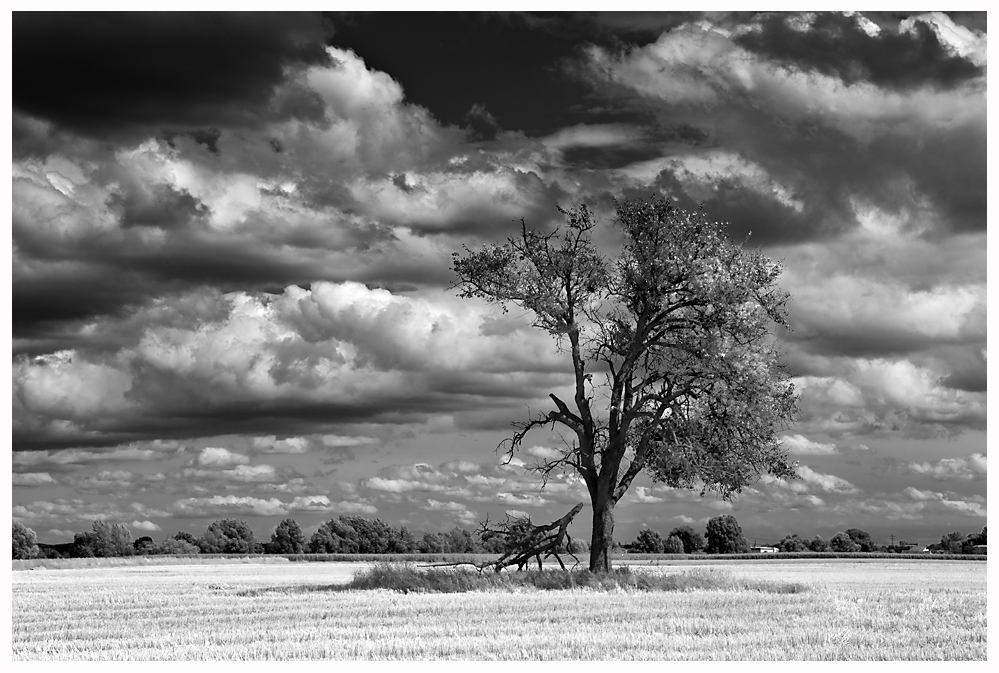 Clouds and Trees