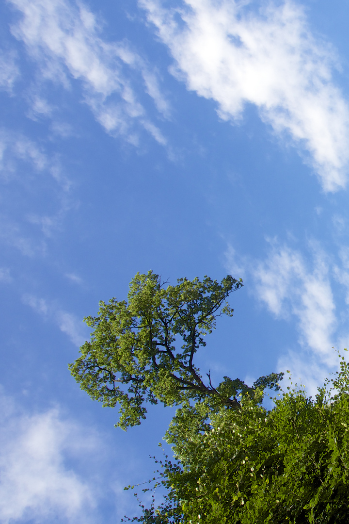 clouds and trees