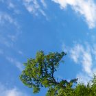 clouds and trees