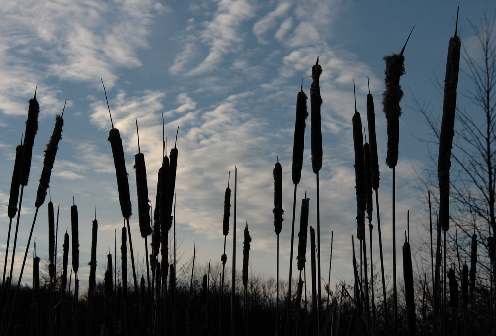 Clouds & cattails