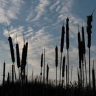 Clouds & cattails