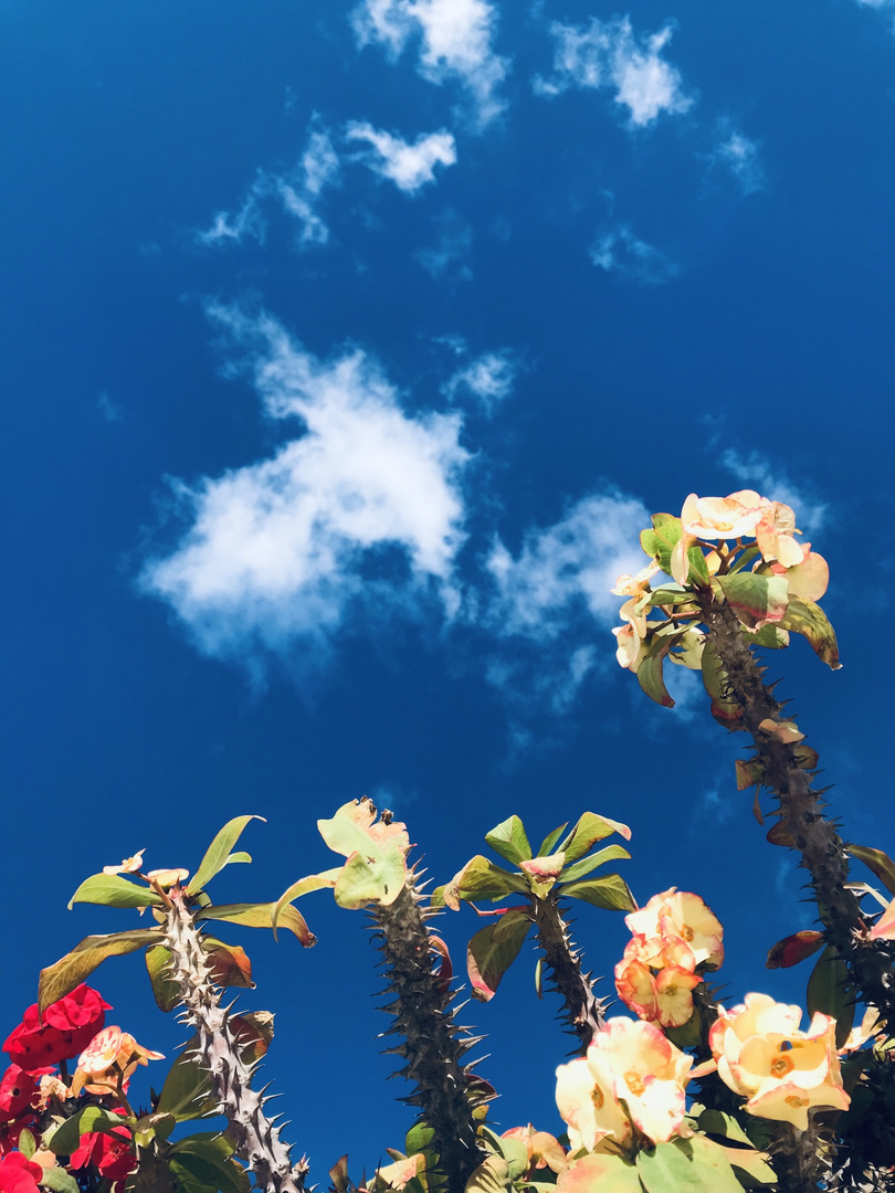 clouds flower